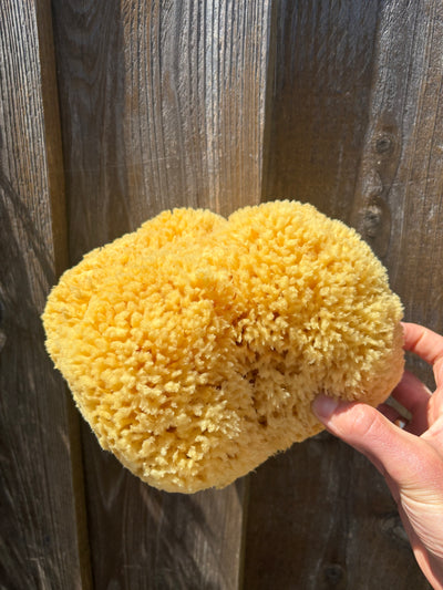 Jumbo Mineral Sea Sponge (8-12")