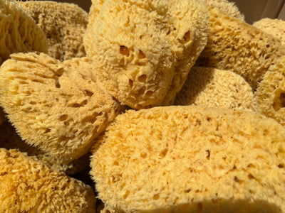 Jumbo Mineral Sea Sponge (8-12")